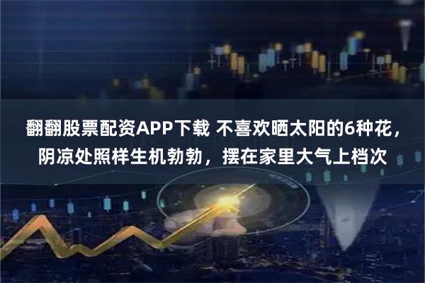 翻翻股票配资APP下载 不喜欢晒太阳的6种花，阴凉处照样生机勃勃，摆在家里大气上档次